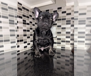 French Bulldog Dog Breeder near DENVER, CO, USA