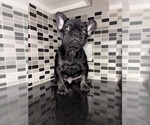 Small breeder photo