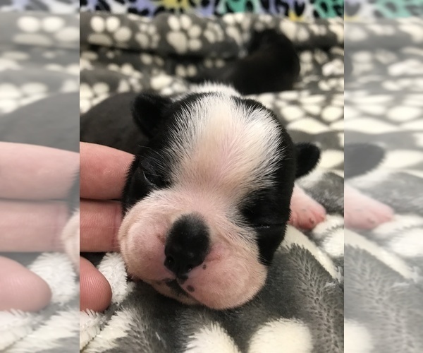 Medium Photo #27  Breeder Profile in PARKERS LAKE, KY, USA