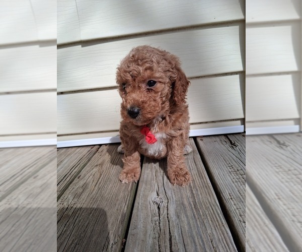 Medium Photo #63  Breeder Profile in GASTONIA, NC, USA