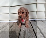 Small #62 Breeder Profile image