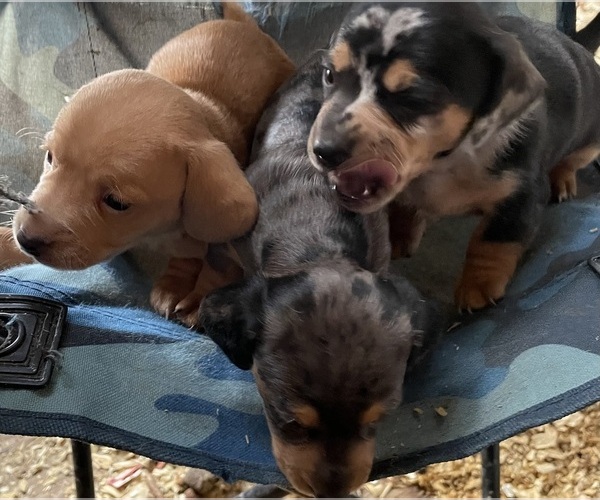 Medium Photo #11  Breeder Profile in MOUNT PLEASANT, IA, USA