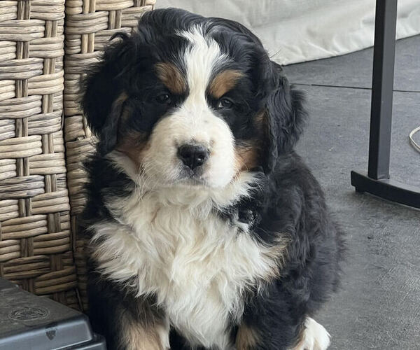 Medium Photo #1  Breeder Profile in LOUISVILLE, IL, USA