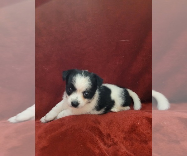Medium Photo #149  Breeder Profile in AKRON, OH, USA