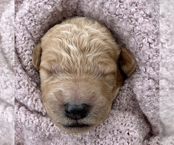 Medium Photo #37  Breeder Profile in POWELL, TN, USA