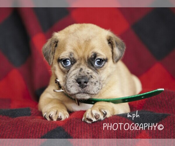 Medium Photo #3  Breeder Profile in LIBERTY, KY, USA