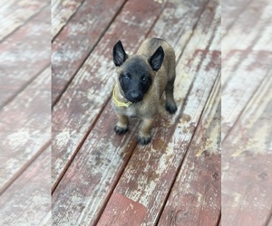 Belgian Malinois Dog Breeder near PLANT CITY, FL, USA