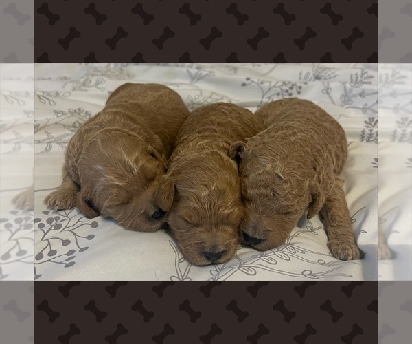 Medium Photo #1  Breeder Profile in LAGRANGE, IN, USA