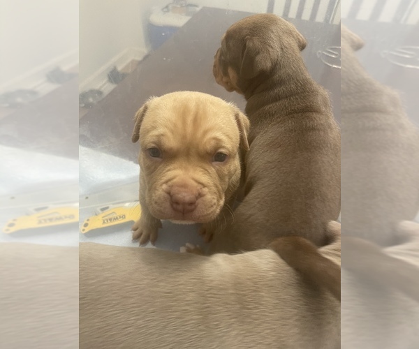 Medium Photo #1  Breeder Profile in BALTIMORE, MD, USA