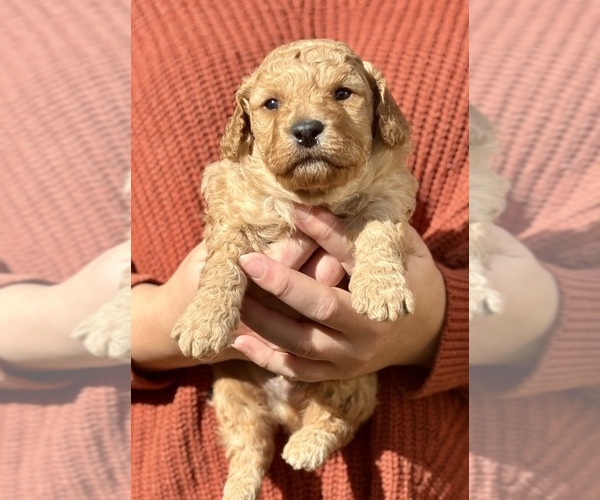 Medium Photo #4  Breeder Profile in SWARTZ CREEK, MI, USA