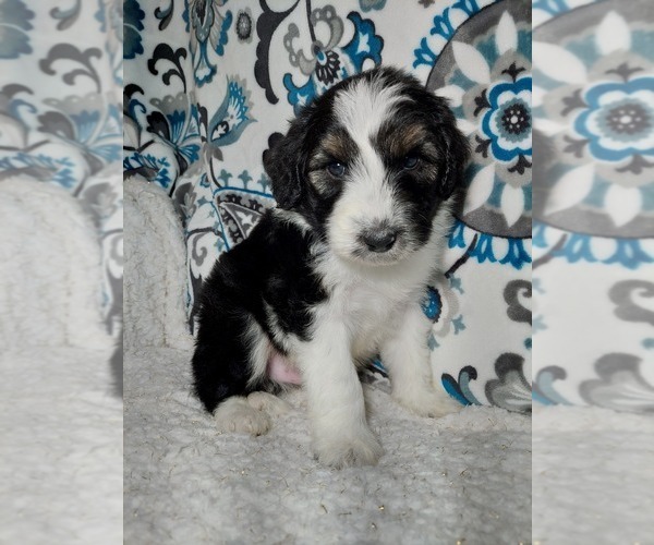 Medium Photo #8  Breeder Profile in LEWISBURG, KY, USA