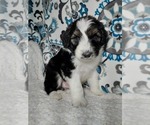 Small Photo #8  Breeder Profile in LEWISBURG, KY, USA