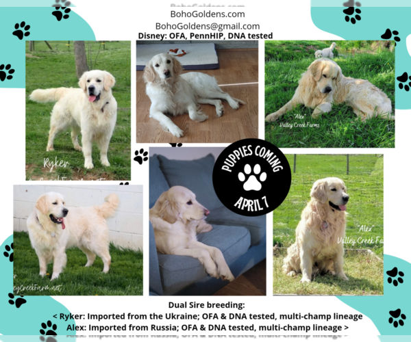 Medium Photo #1  Breeder Profile in WADSWORTH, OH, USA