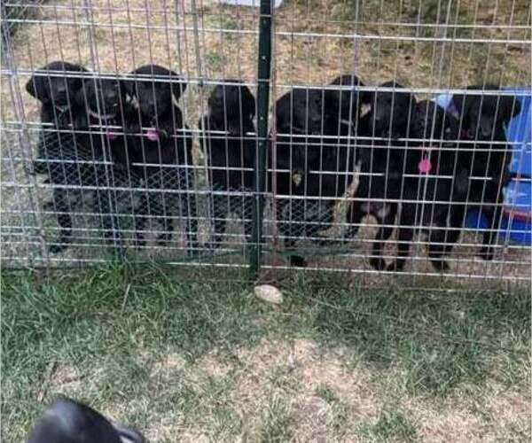 Medium Photo #9  Breeder Profile in GILLETTE, WY, USA