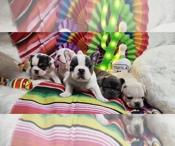 Medium Photo #1  Breeder Profile in VENUS, TX, USA