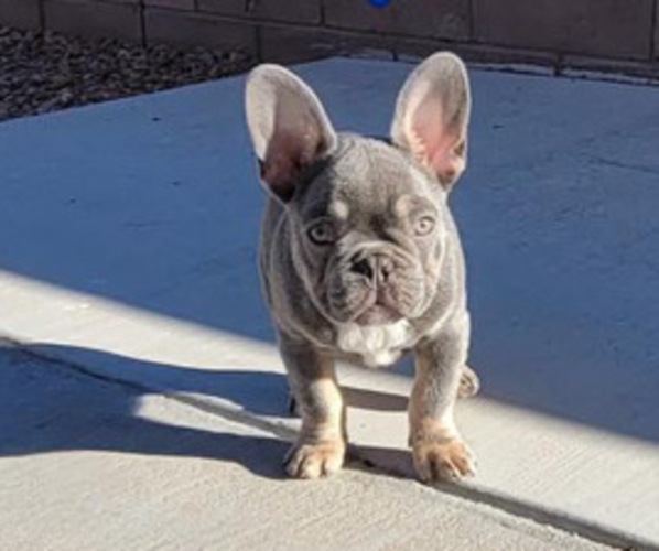 Medium Photo #1  Breeder Profile in ALBUQUERQUE, NM, USA