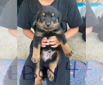 Small #22 Breeder Profile image