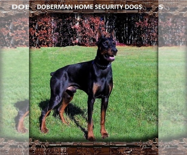 Medium Photo #1  Breeder Profile in GRANT, MI, USA