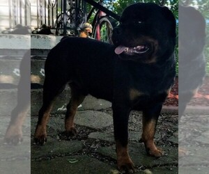 Main photo of Rottweiler Dog Breeder near MASSILLON, OH, USA