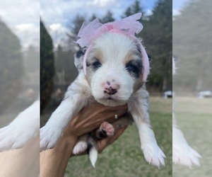 North American Shepherd Dog Breeder near BERLIN, MA, USA