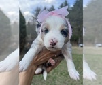 Small breeder photo