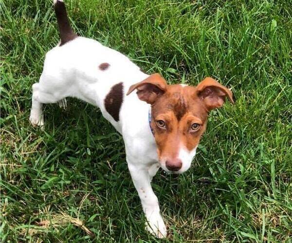 Medium Photo #21  Breeder Profile in KINGSVILLE, MO, USA