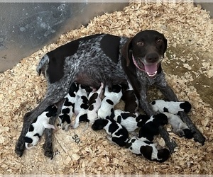 German Shorthaired Pointer Dog Breeder near BOONVILLE, IN, USA