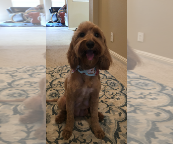 Medium Photo #1  Breeder Profile in SAN ANTONIO, TX, USA