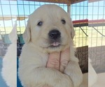 Small #4 Breeder Profile image