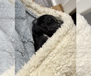 Collie-English Cream Golden Retriever Mix Dog Breeder near SANTA ROSA BEACH, FL, USA