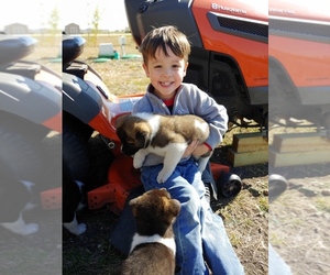 Main photo of Akita Dog Breeder near SAN MARCOS, TX, USA