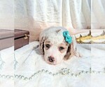 Small #11 Breeder Profile image