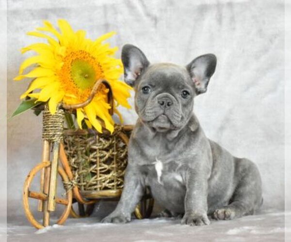 Medium Photo #1  Breeder Profile in Bobrytsya, Kyiv, Ukraine