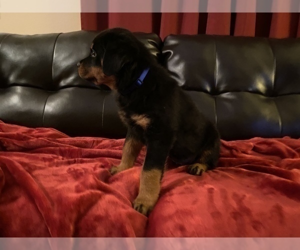 Medium Photo #11  Breeder Profile in PALM BAY, FL, USA