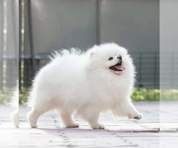 Medium Photo #12  Breeder Profile in CHARLOTTE, NC, USA