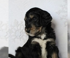 Aussiedoodle Dog Breeder near KINGS MOUNTAIN, NC, USA