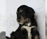 Small breeder photo