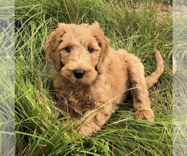 Medium Photo #34  Breeder Profile in BALDWIN HILLS, CA, USA