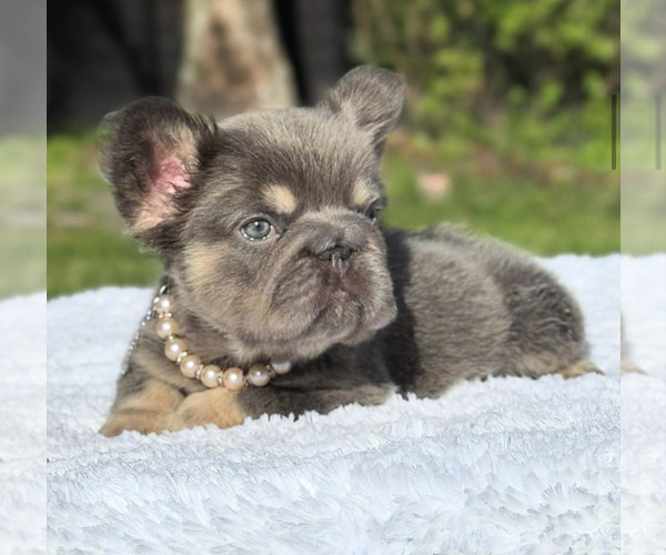 Medium Photo #1  Breeder Profile in FT LAUDERDALE, FL, USA