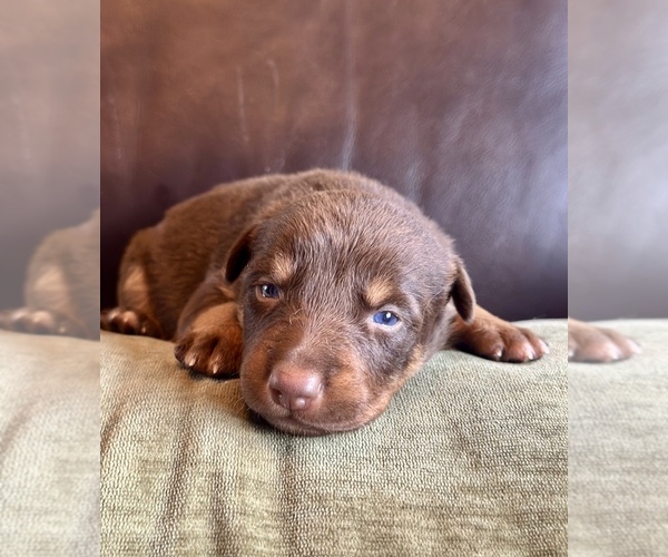 Medium Photo #47  Breeder Profile in CAMAS, WA, USA