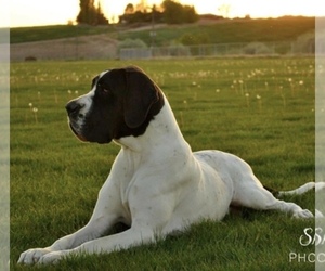 Main photo of Great Dane Dog Breeder near CALDWELL, ID, USA