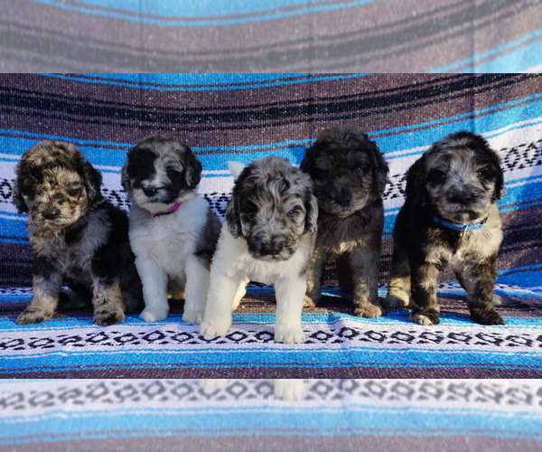 Medium Photo #1  Breeder Profile in CORPUS CHRISTI, TX, USA