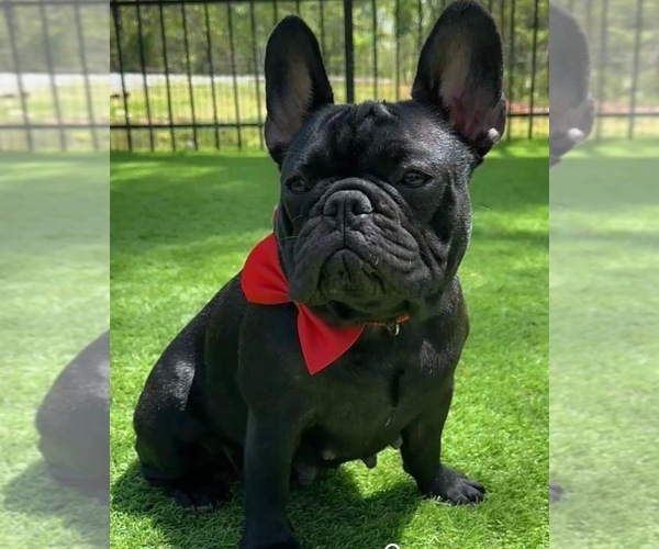 Medium Photo #7  Breeder Profile in HICKORY, NC, USA