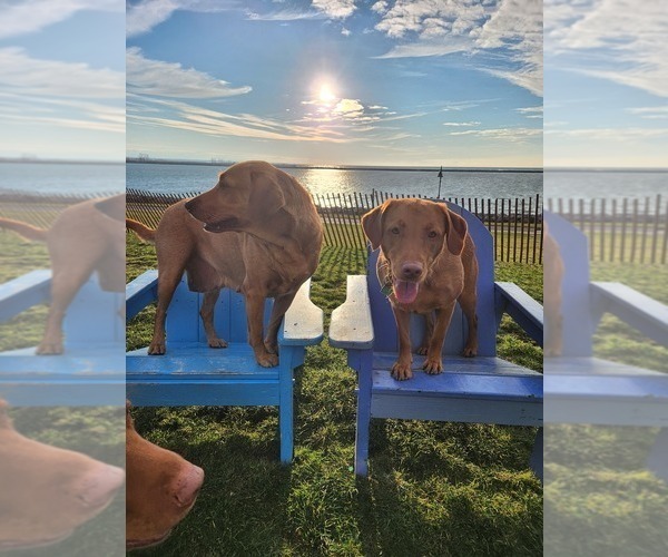 Medium Photo #44  Breeder Profile in BUFFALO, NY, USA