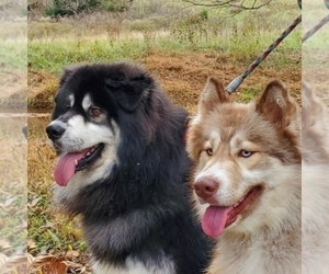Main photo of Siberian Husky Dog Breeder near AURORA, CO, USA