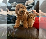 Small #2 Breeder Profile image