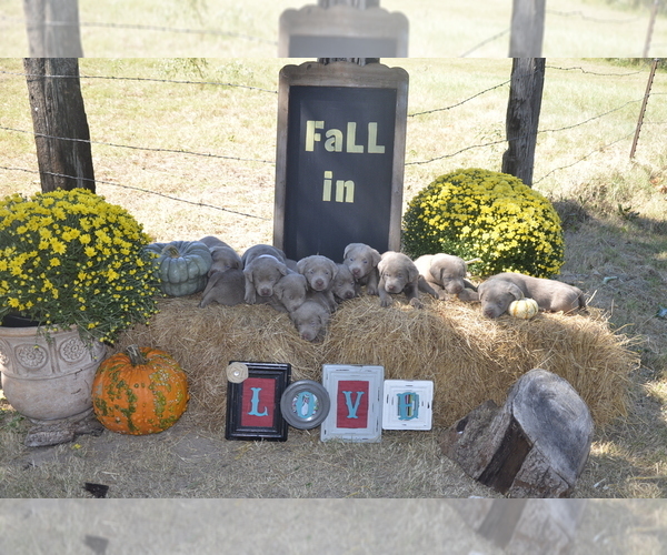 Medium Photo #1  Breeder Profile in CANTON, TX, USA