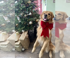 Golden Retriever Dog Breeder near CHARLESTON, SC, USA