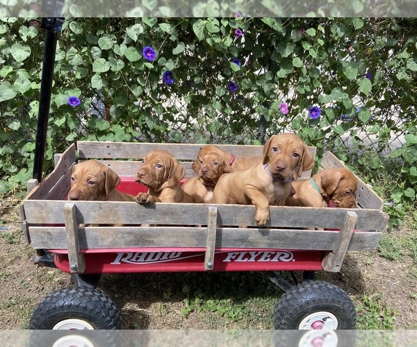 Medium Photo #1  Breeder Profile in TUSCOLA, TX, USA