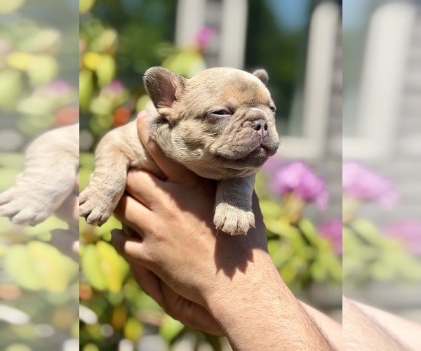 Medium Photo #17  Breeder Profile in BRIDGEWATER, MA, USA